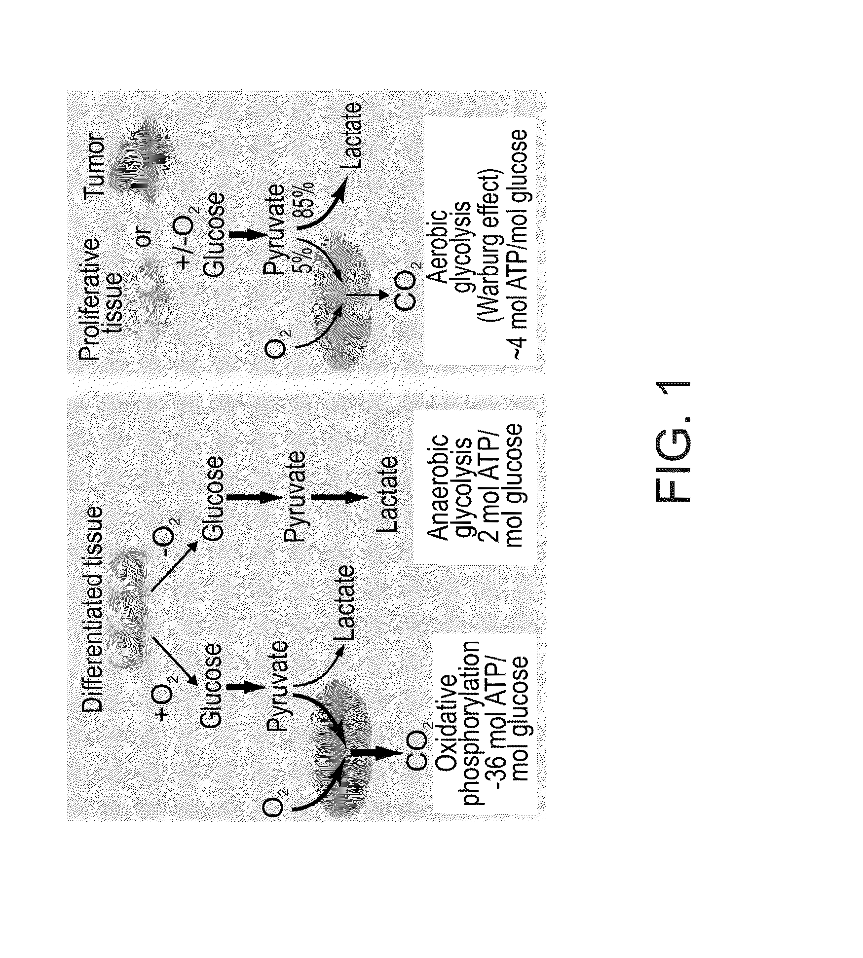 Methods of monitoring and analyzing metabolic activity profiles diagnostic and therapeutic uses of same