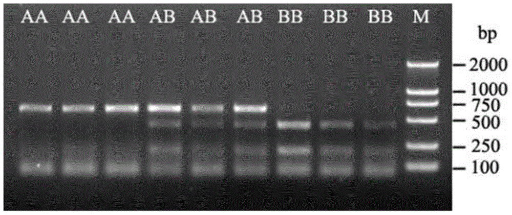 MSTN gene molecular marker selection method for goat growth characters