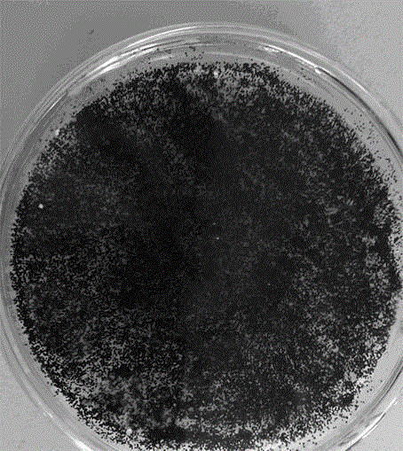 Aspergillus niger granulating and leaching method of copper tailings