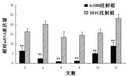 Shrimp molting inhibitory hormone gene and its application in accelerating molting and growth of green shrimp