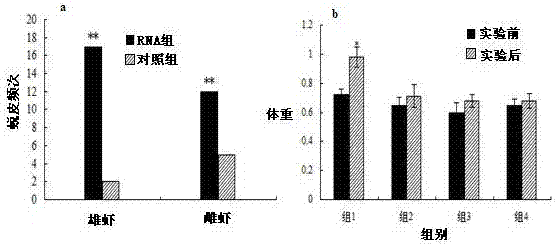 Shrimp molting inhibitory hormone gene and its application in accelerating molting and growth of green shrimp