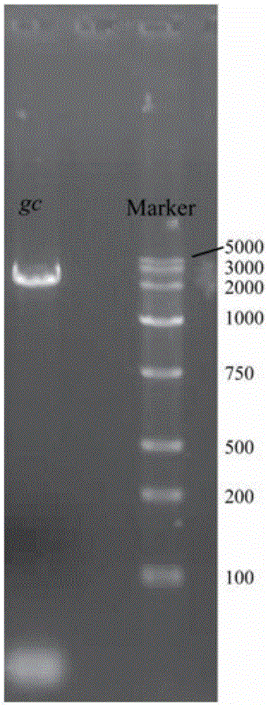 Ocean alginate lyase, expression gene thereof and application of ocean alginate lyase