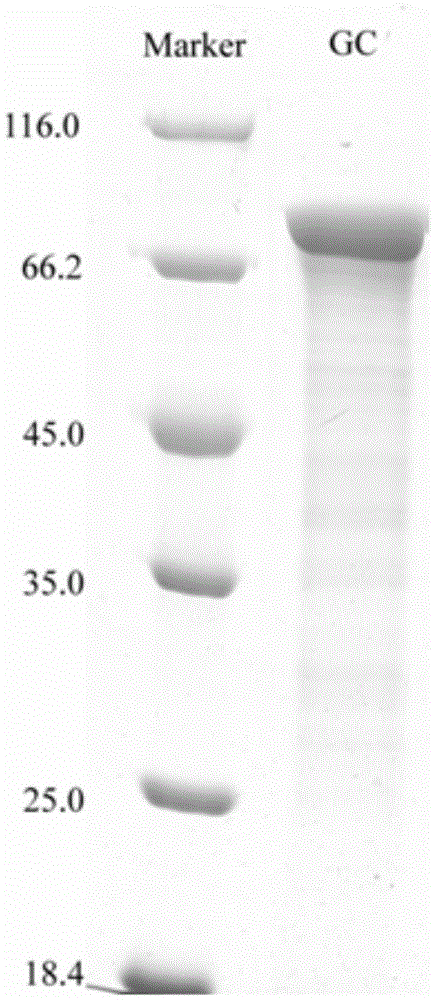 Ocean alginate lyase, expression gene thereof and application of ocean alginate lyase