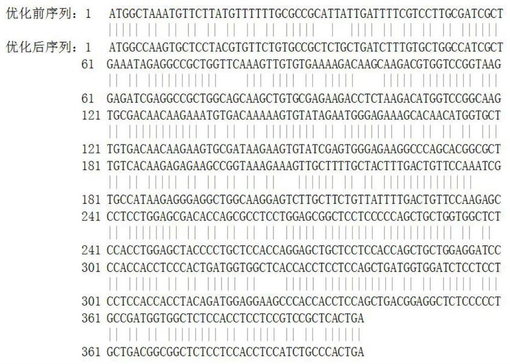 A kind of recombinant Artemisia annua class 1 allergen protein and its application