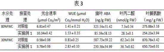 A method of using arbuscular mycorrhizal fungi to improve wheat growth and drought resistance