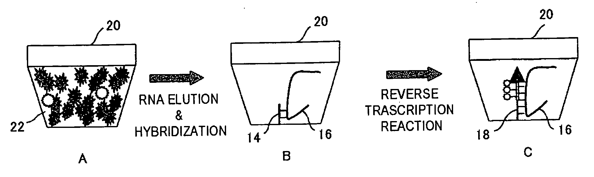 RNA Detection Method