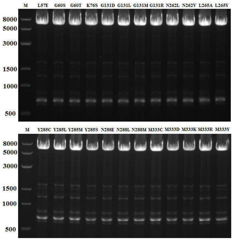 A kind of amino acid dehydrogenase and its application