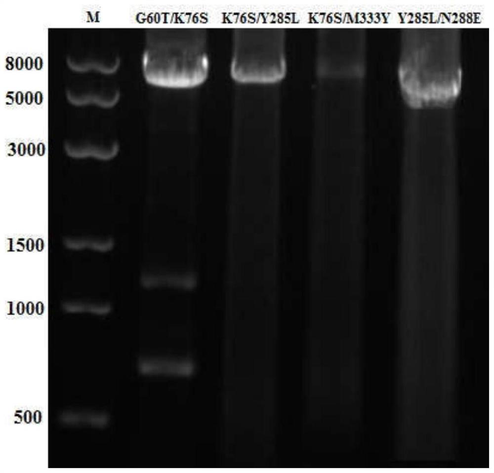 A kind of amino acid dehydrogenase and its application