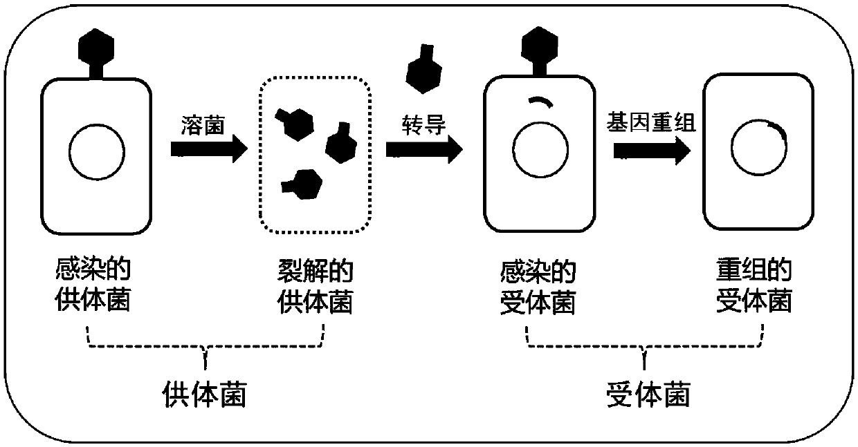 General chassis cell for synthesizing acetylcoenzyme A derived product and construction method and application of general chassis cell