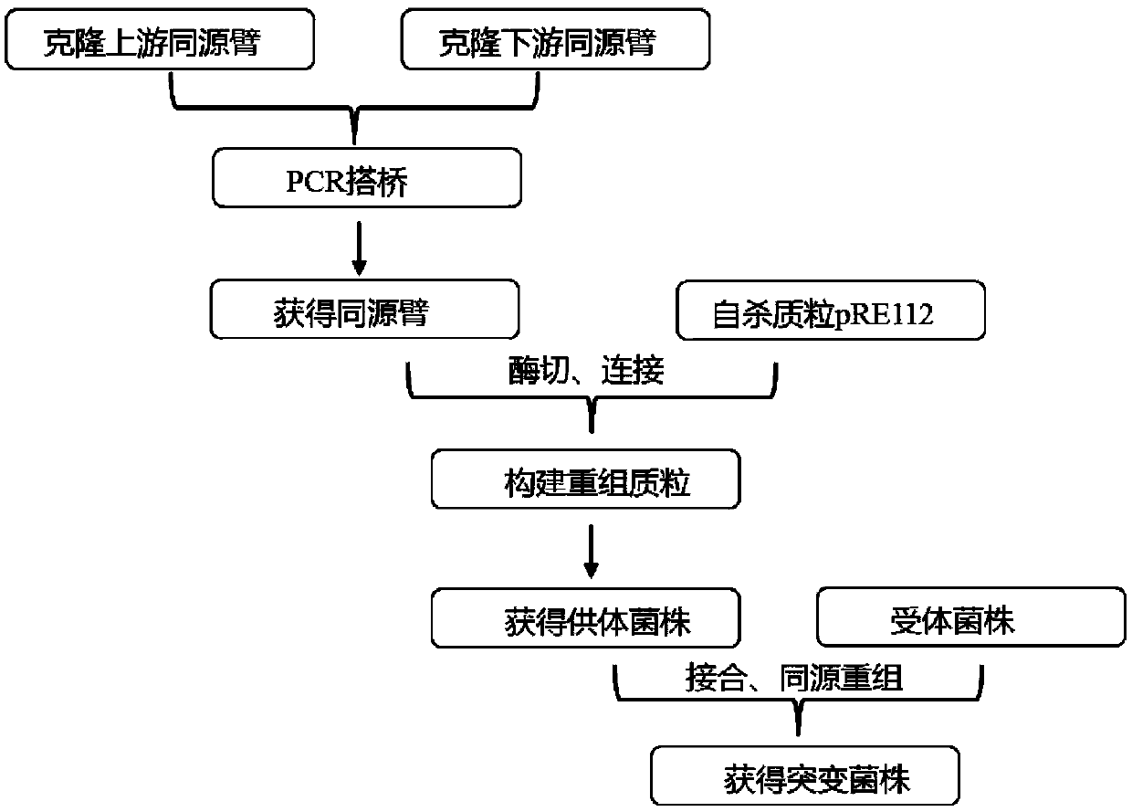 General chassis cell for synthesizing acetylcoenzyme A derived product and construction method and application of general chassis cell