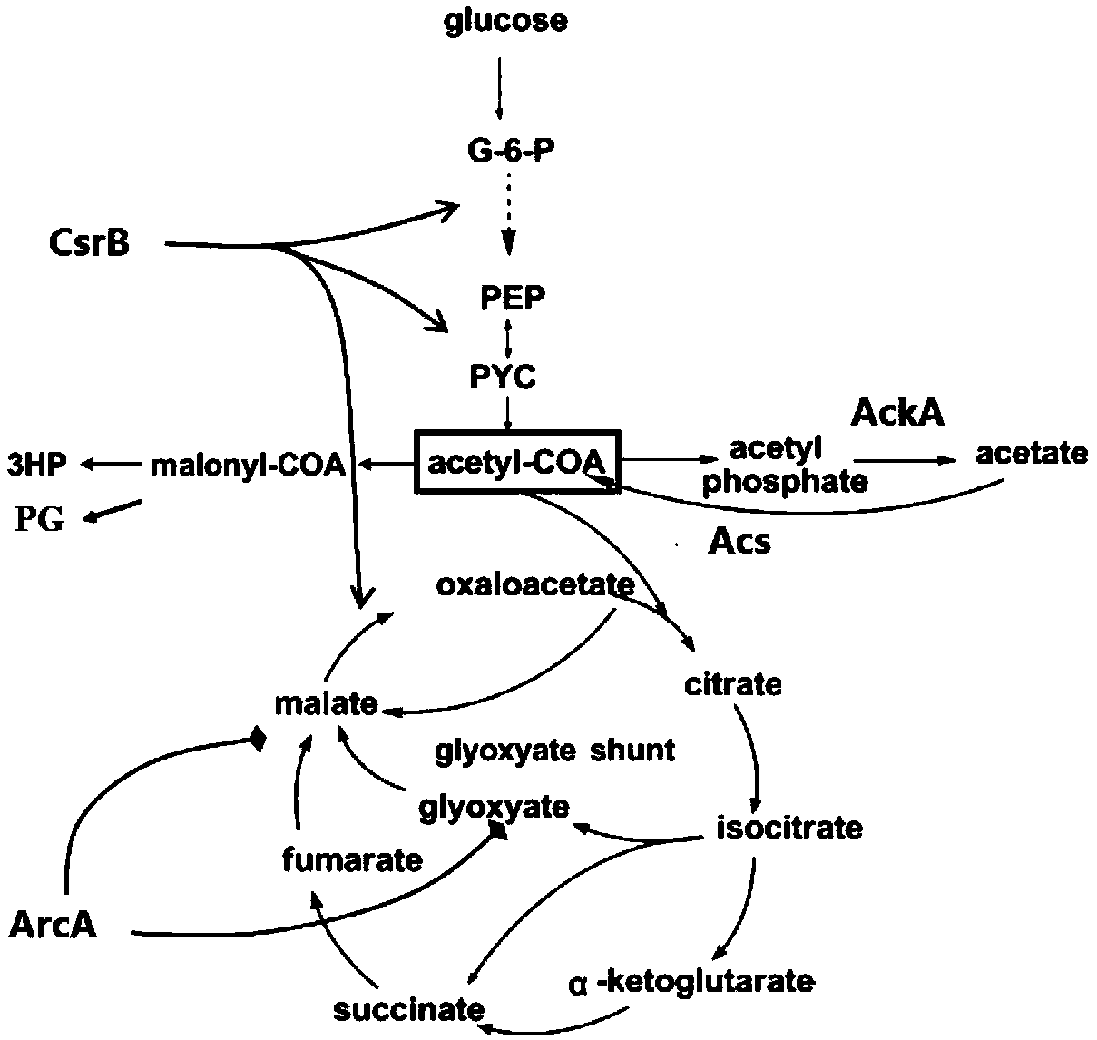 General chassis cell for synthesizing acetylcoenzyme A derived product and construction method and application of general chassis cell