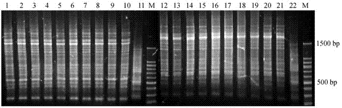 High-efficiency rhizobium meliloti strain with stress resistance and growth promoting performances and application of rhizobium meliloti