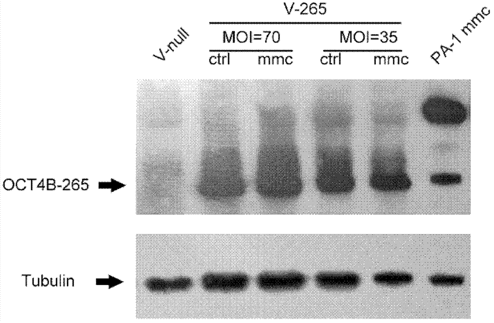 Novel purpose of OCT4B protein isomer