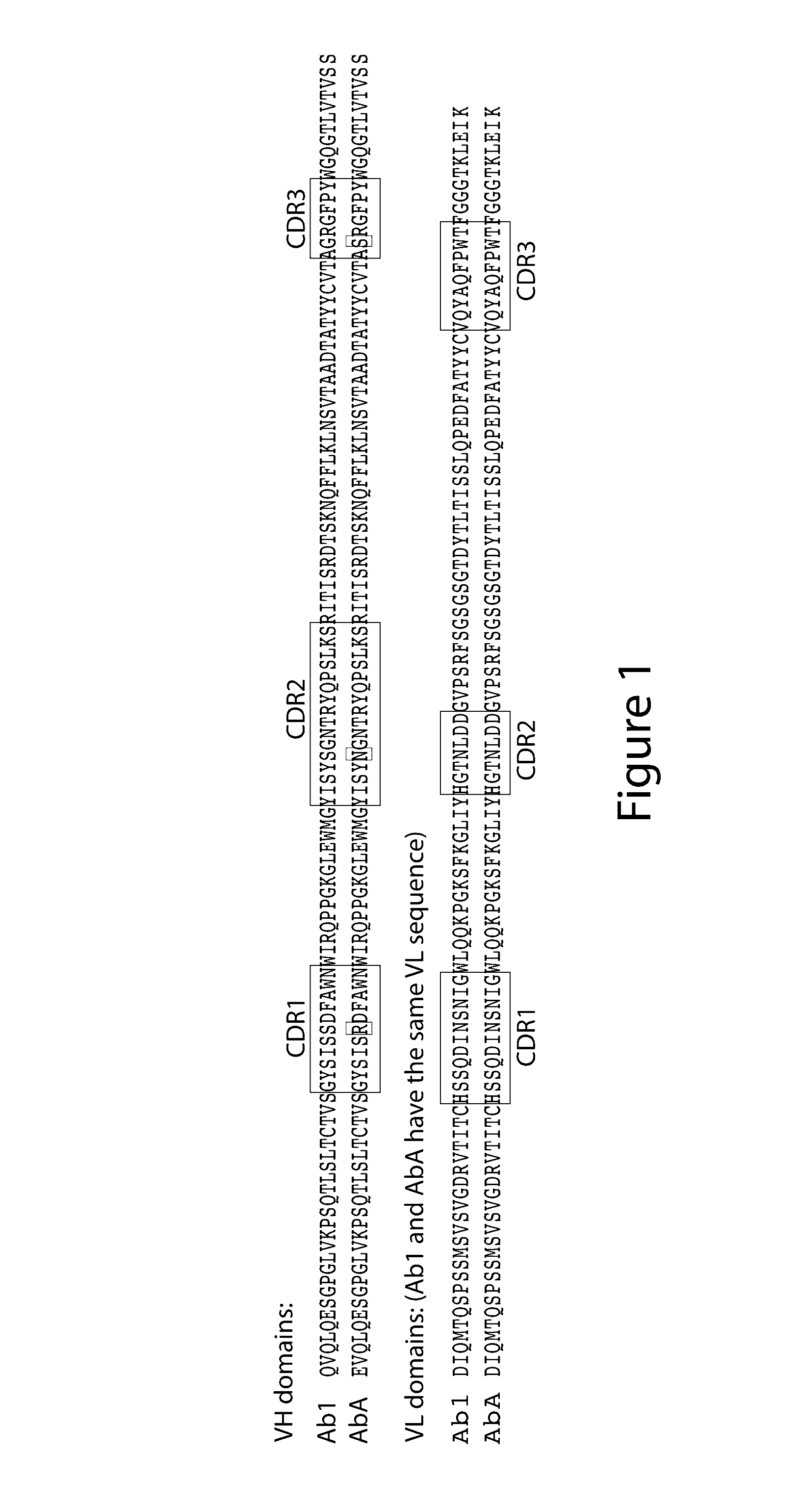 Anti-EGFR antibodies and antibody drug conjugates