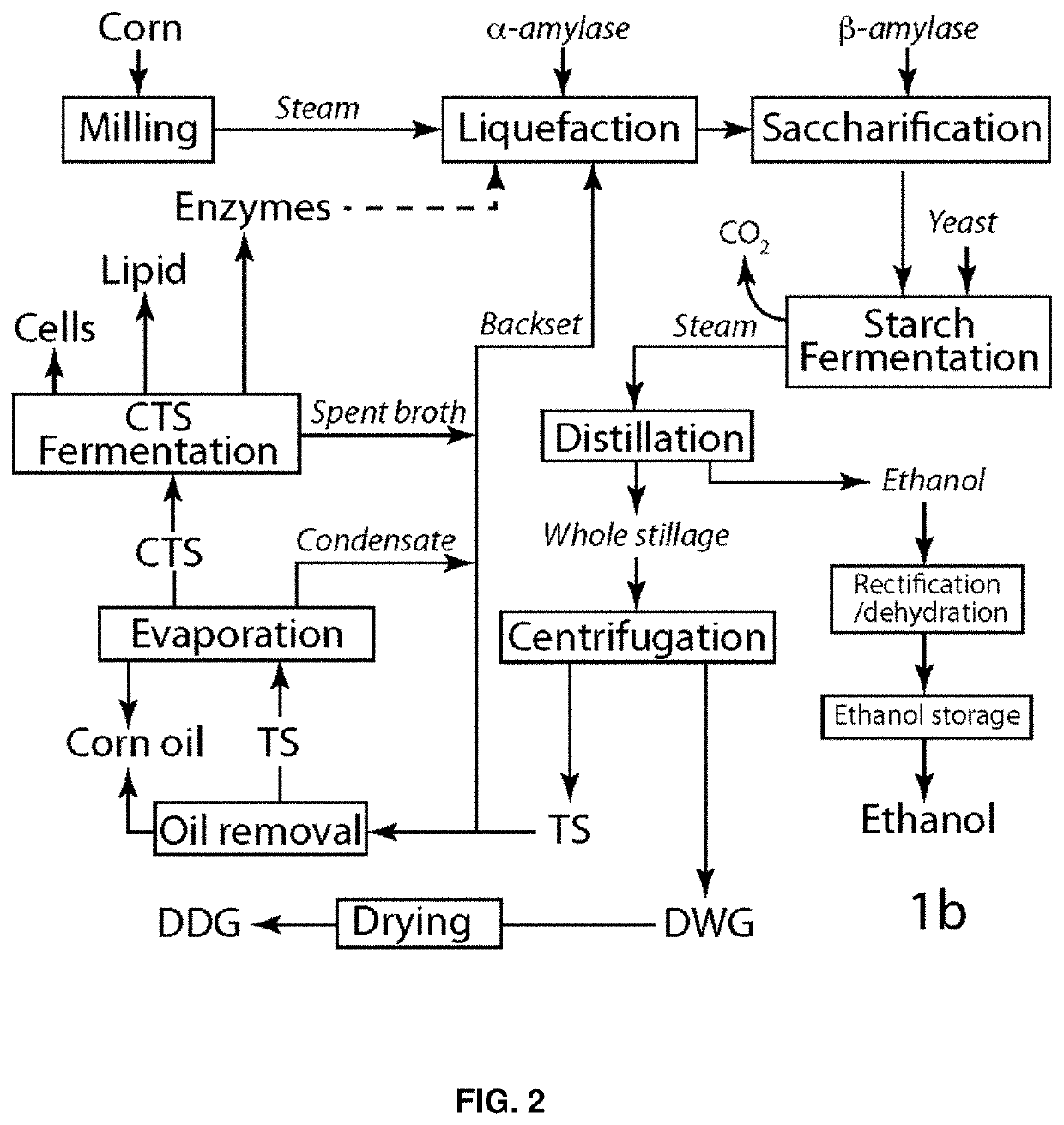 Compositions and methods for producing lipids and other biomaterials from grain ethanol stillage and stillage derivatives