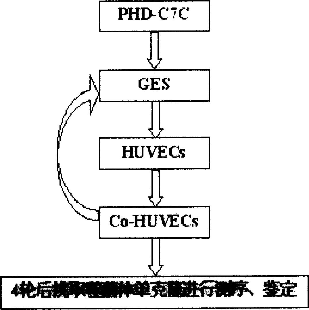 Human stomache cancer endothelial-cell specific combination short peptide series