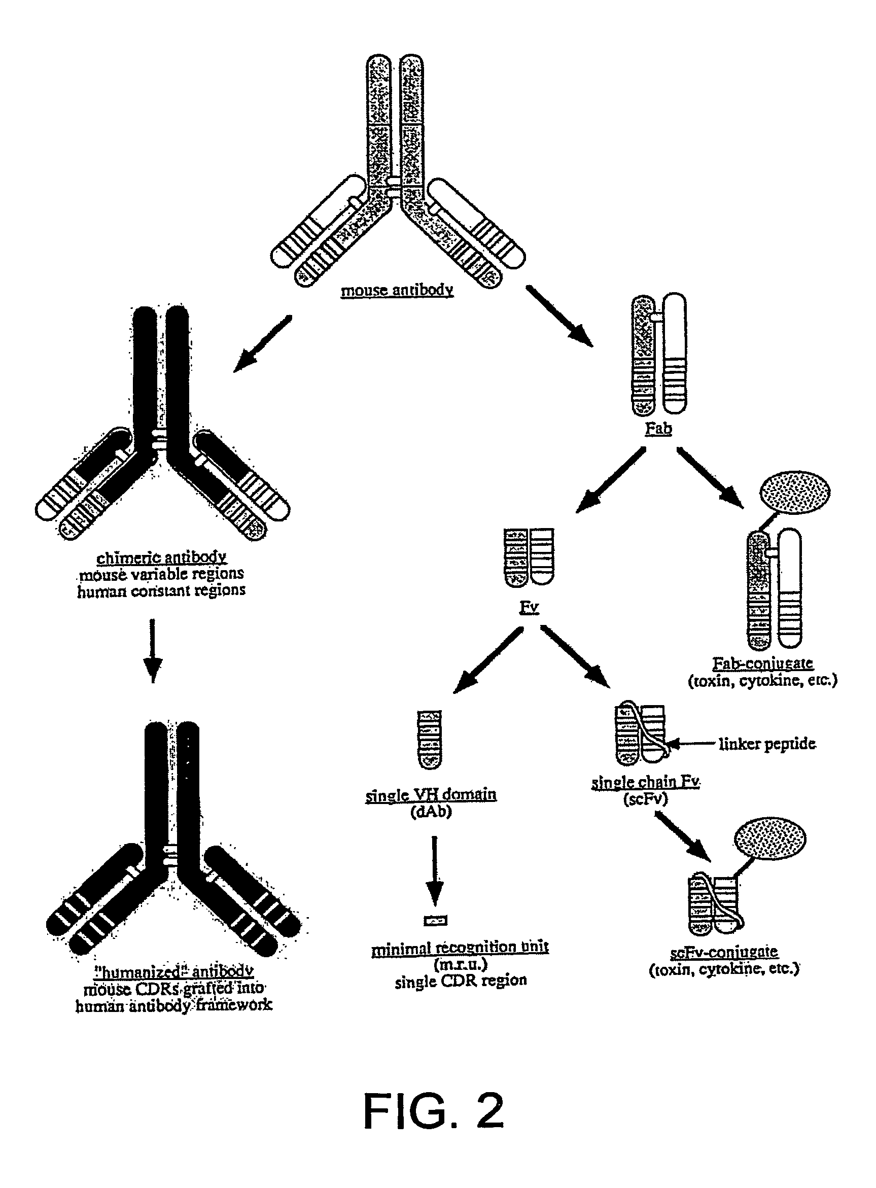 Single-domain brain-targeting antibody fragments derived from llama antibodies