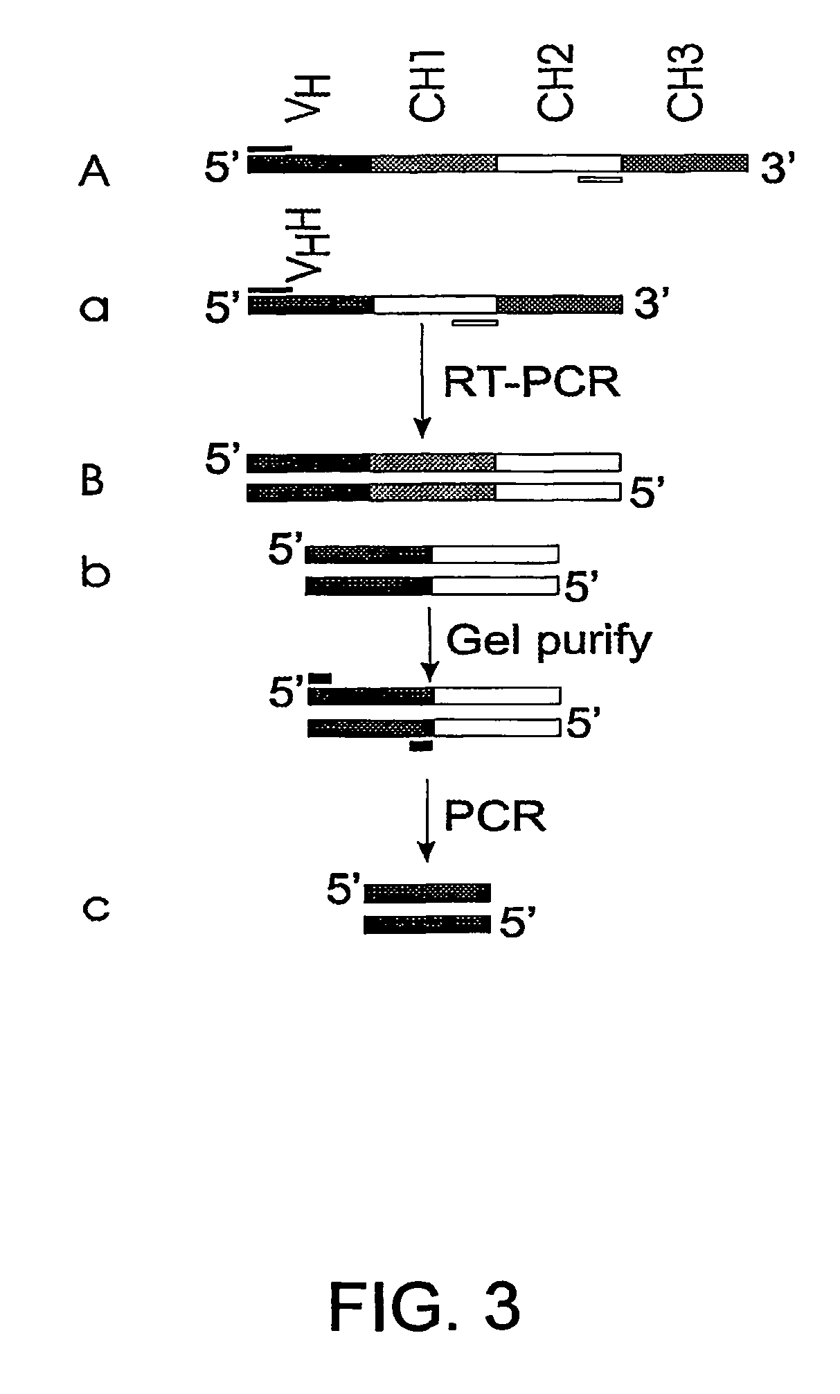 Single-domain brain-targeting antibody fragments derived from llama antibodies