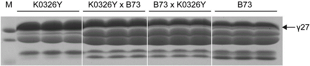 Functional linked marker 0707-1 and application thereof to germplasm improvement of maize