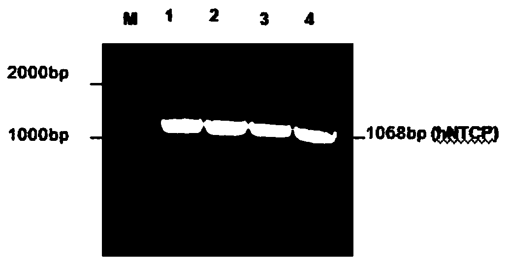 A method for labeling and detecting 5-ethynyl-2' deoxyuridine of hepatitis B virus genome dna