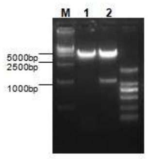 A method for labeling and detecting 5-ethynyl-2' deoxyuridine of hepatitis B virus genome dna