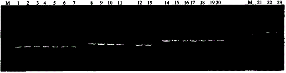 A kind of pig akirin2 gene promoter and its application