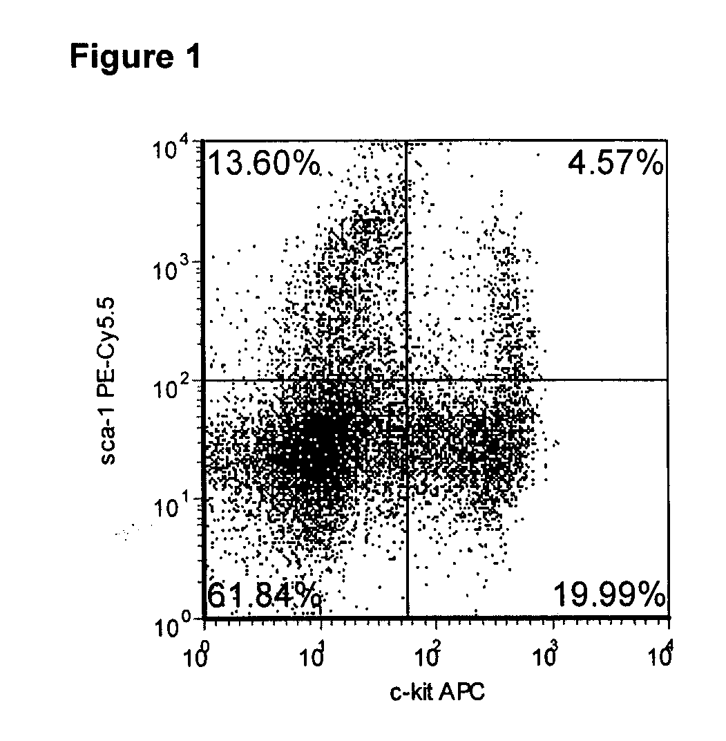 Methods for enhancing stem cell engraftment during transplantation