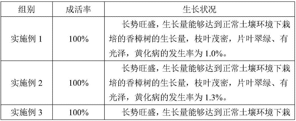 Camphor tree cultivation method suitable for alkaline soil