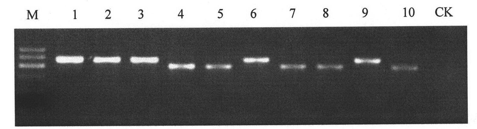 Method for detecting separation purity of bull sperms X and Y