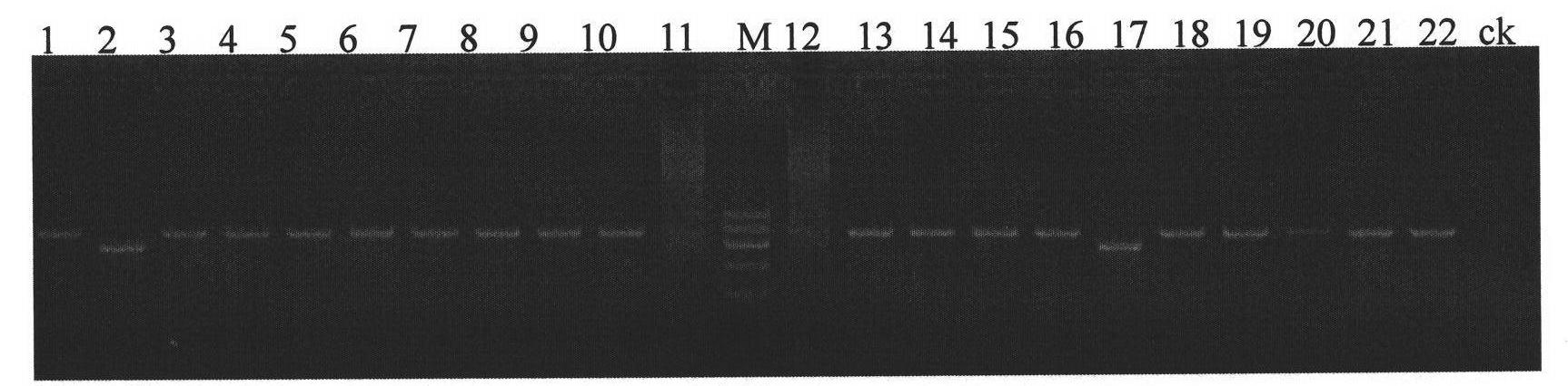 Method for detecting separation purity of bull sperms X and Y