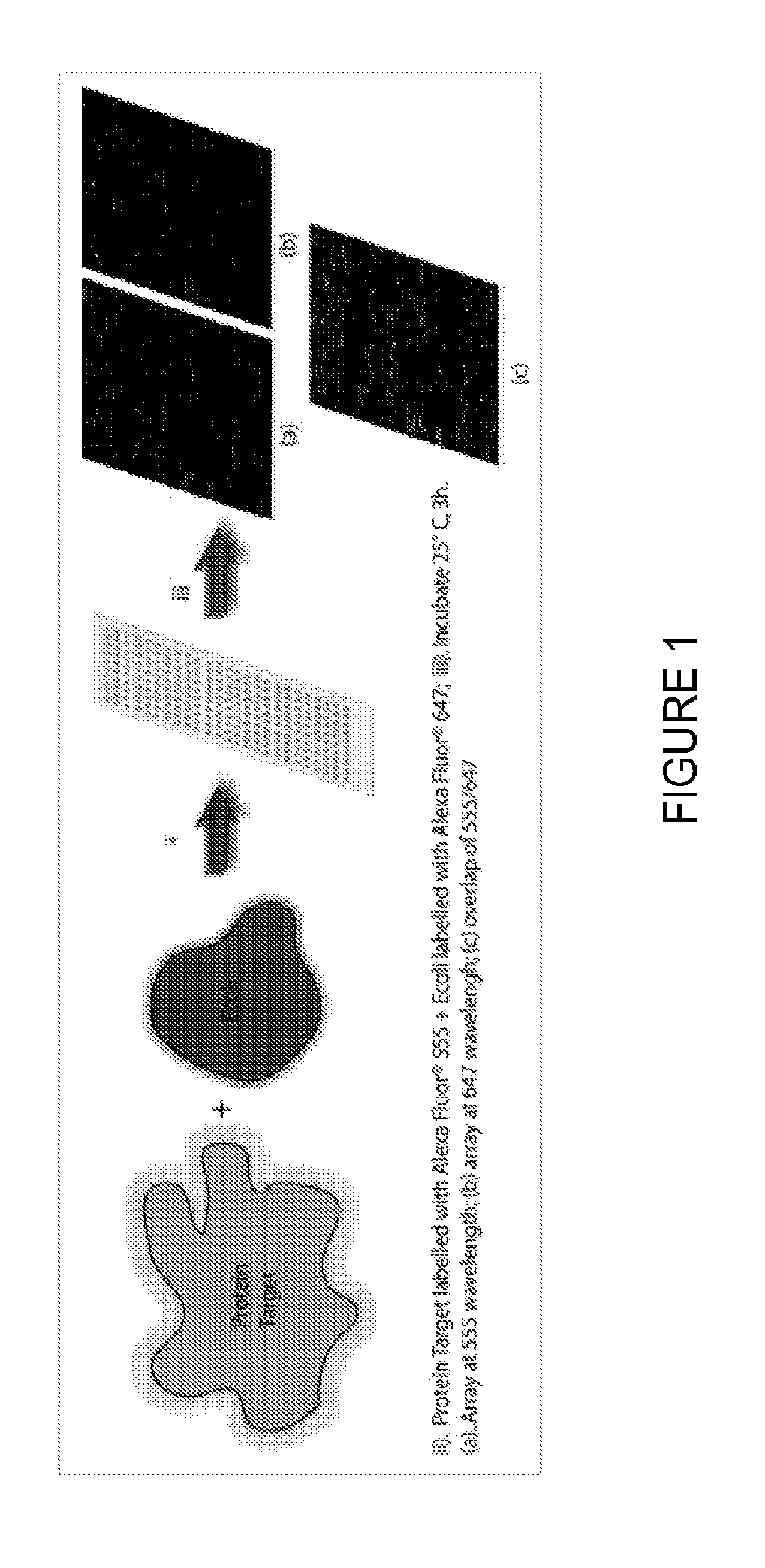 Peptide ligands