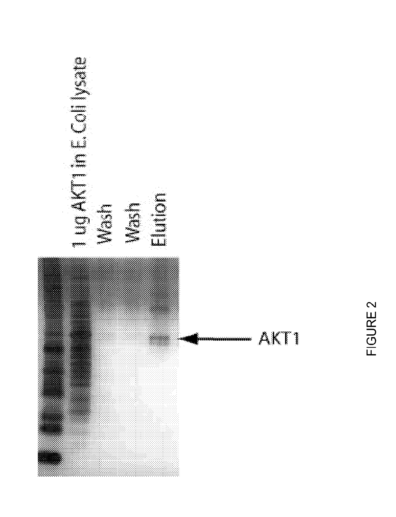 Peptide ligands