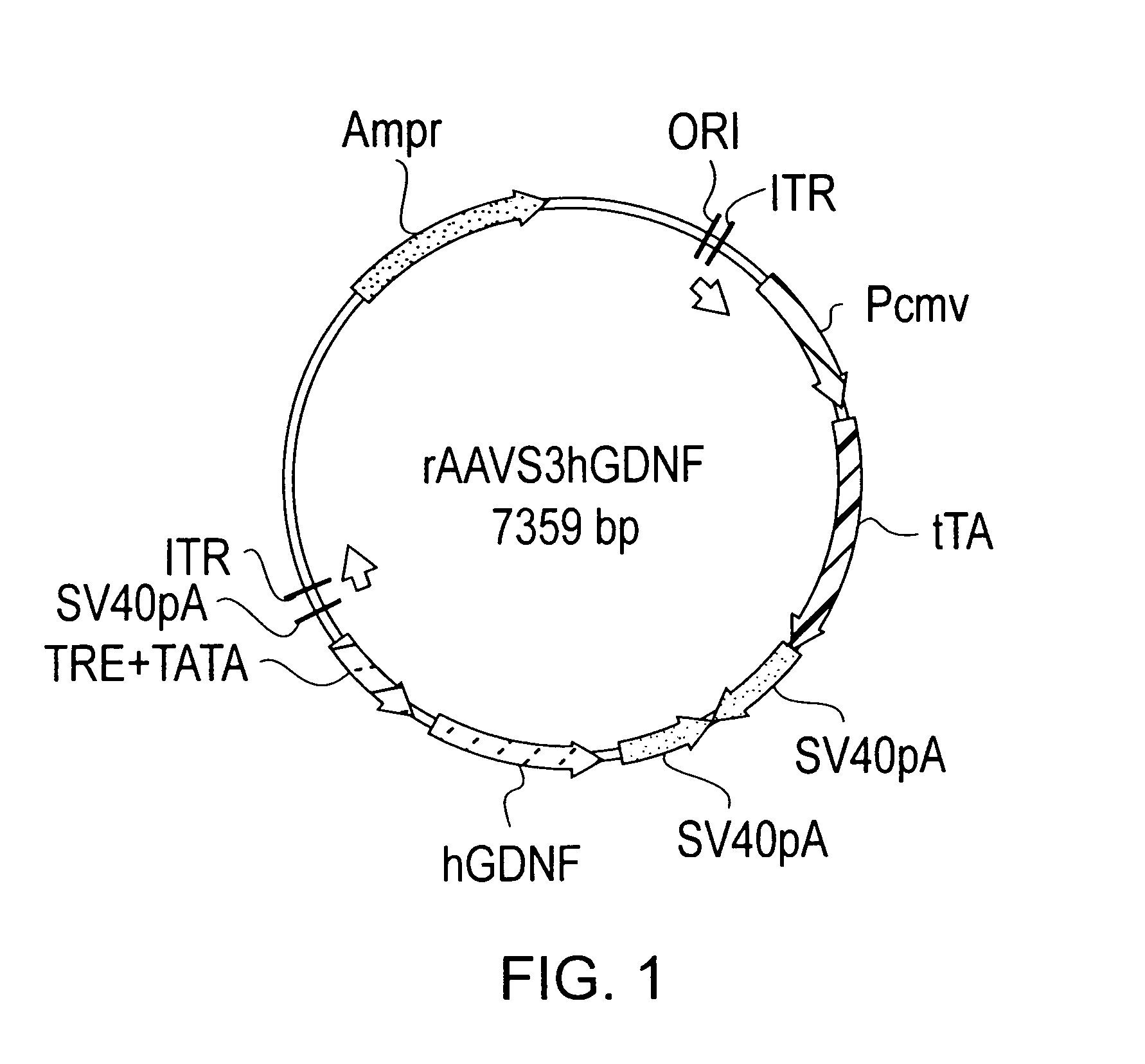 Tetracycline-regulated adeno-associated viral (AAV) vectors for gene delivery to the nervous system