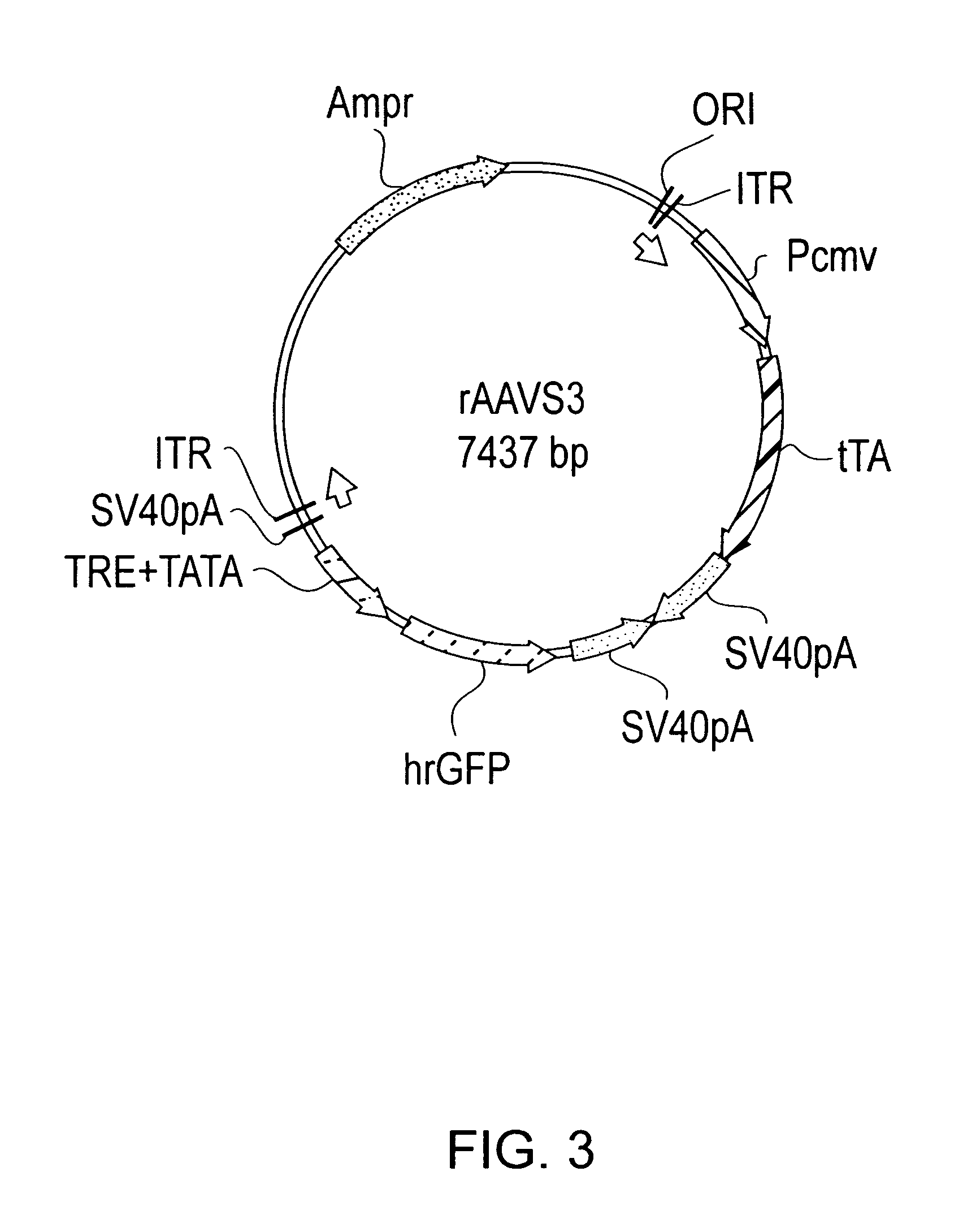 Tetracycline-regulated adeno-associated viral (AAV) vectors for gene delivery to the nervous system