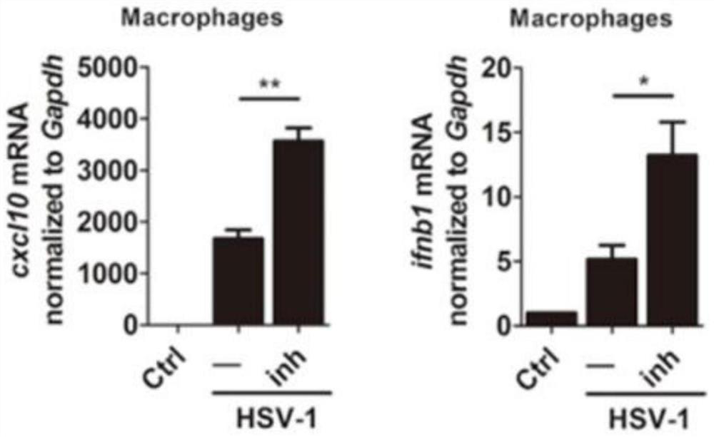 Application of Z-VAD-FMK in preparation of human herpes simplex virus type 1 inhibitor