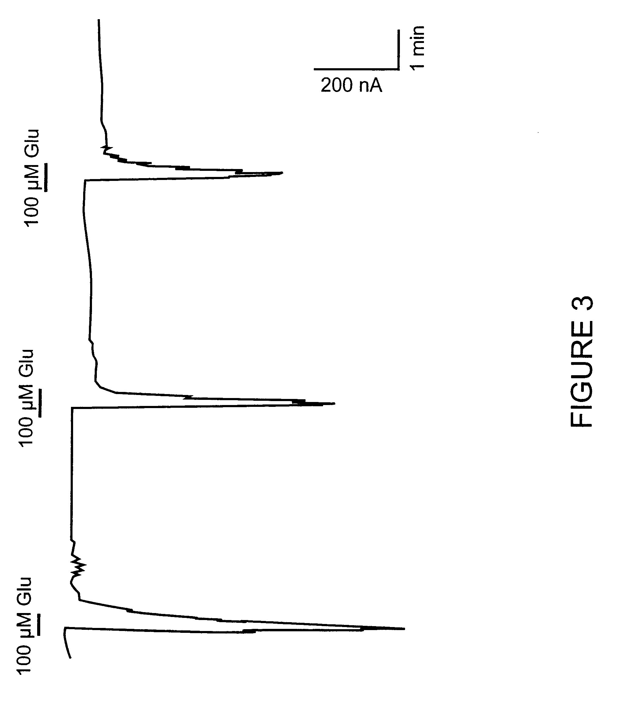 Human metabotropic glutamate receptor