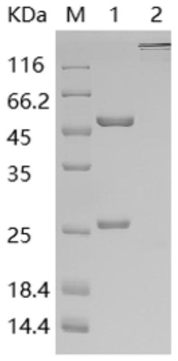 Monoclonal neutralizing antibody against hpv16l1 and its application