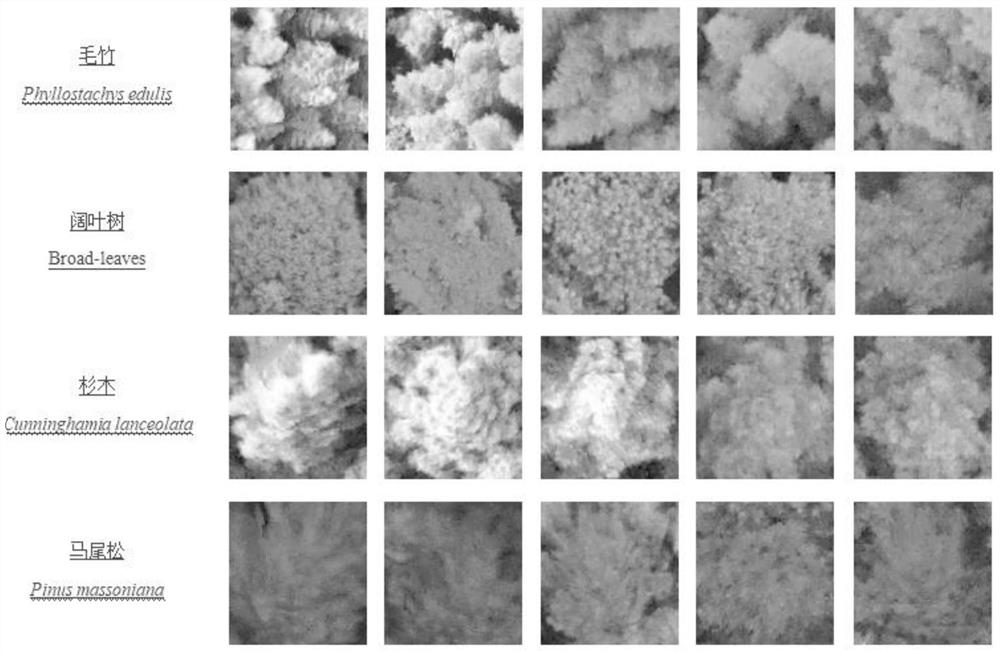 Tree species identification method based on multi-source remote sensing of unmanned aerial vehicle