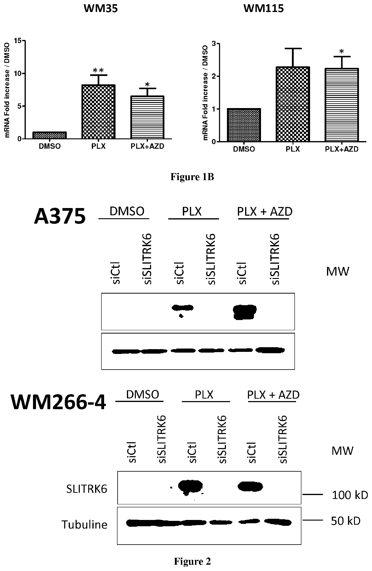 Methods and pharmaceutical compositions for the treatment of cancers associated with activation of the mapk pathway