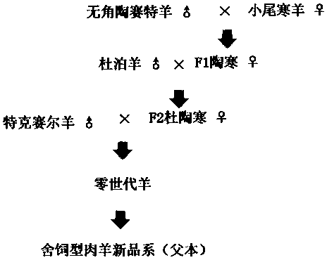 Breeding method for male parent strain of stall-fed type mutton sheep