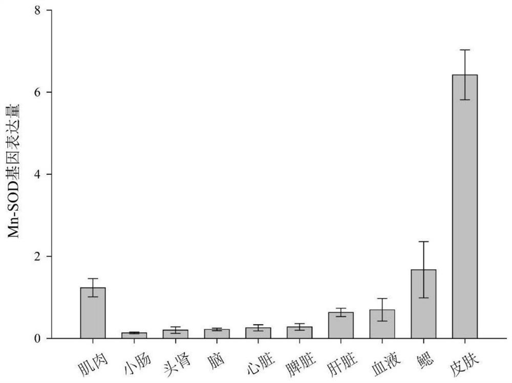 A primer and real-time fluorescent quantitative PCR method for detecting the mn-sod gene of Channa sinensis