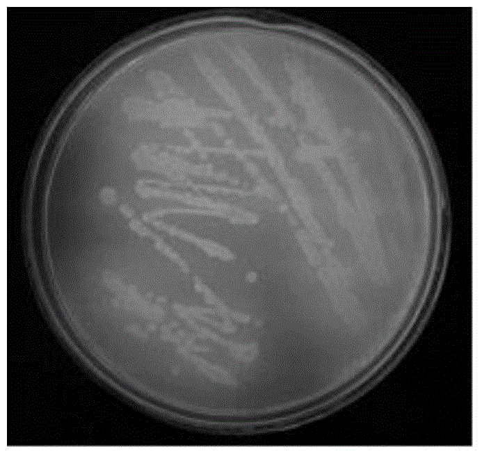 Pseudomonas putida SRPG-396 and salt-dissolving and growth-promoting application thereof