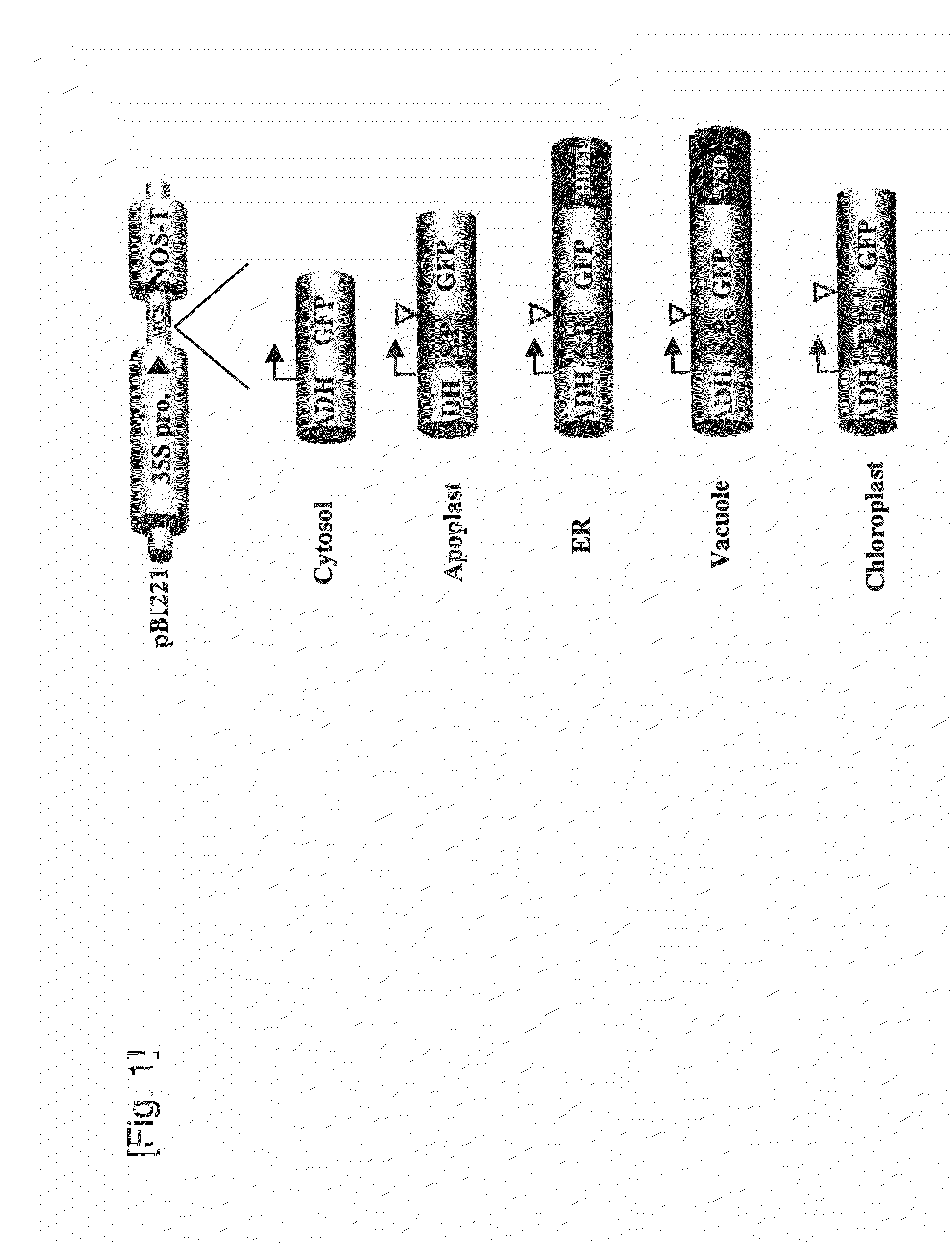 Pig edema disease vaccine