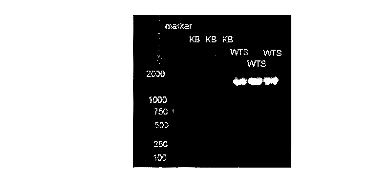 Bacterial strain capable of degrading petroleum hydrocarbon and application thereof