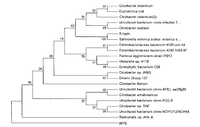 Bacterial strain capable of degrading petroleum hydrocarbon and application thereof