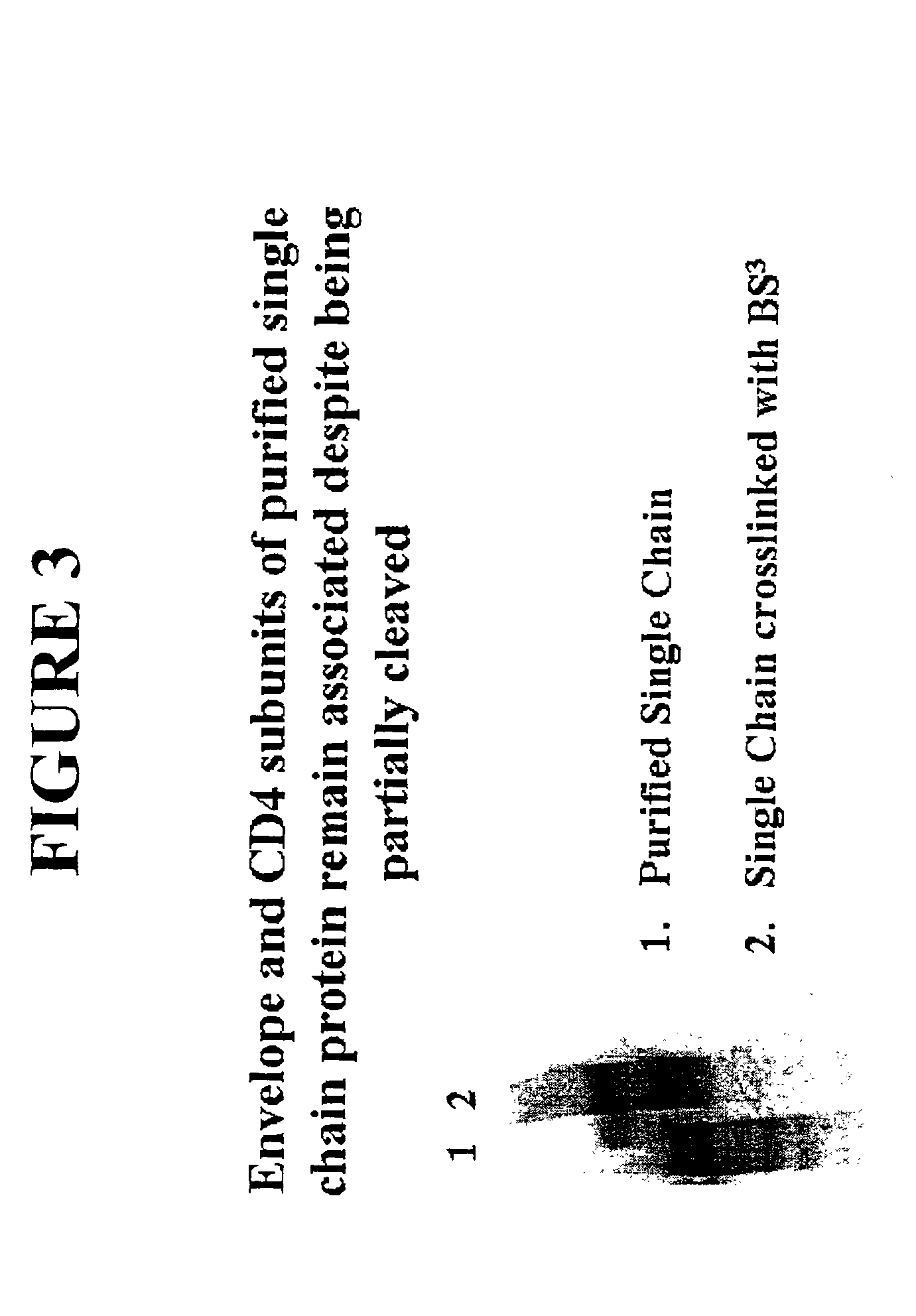 Virus coat protein/receptor chimeras and methods of use