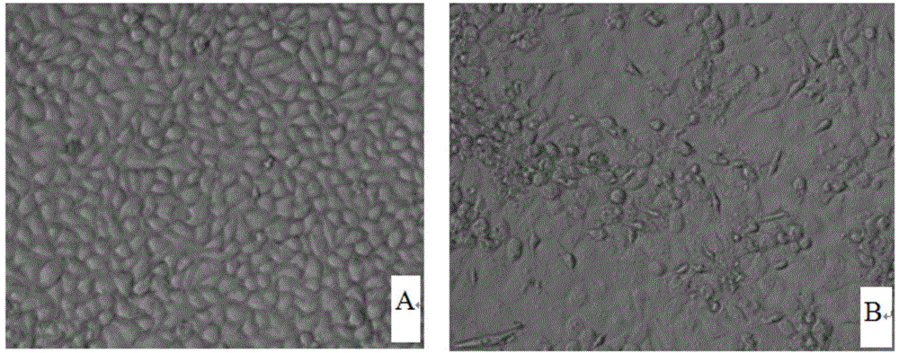 Traditional Chinese medicine preparation for treating porcine reproductive and respiratory syndromes as well as preparation method and application thereof