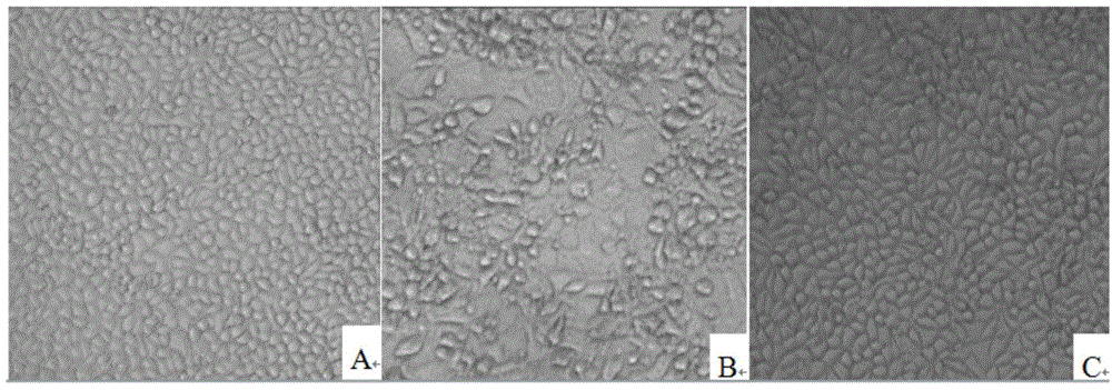 Traditional Chinese medicine preparation for treating porcine reproductive and respiratory syndromes as well as preparation method and application thereof