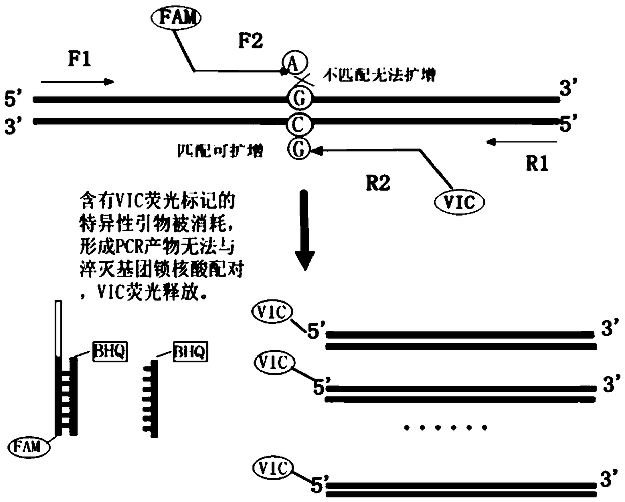 Human SLCO1B1 and ApoE gene polymorphism detection kit, and preparation method and application of same