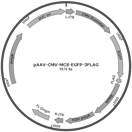 Recombinant adeno-associated virus particle and its application